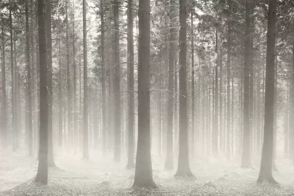 Mist & Fog: Polish Forest II by Ben Heine