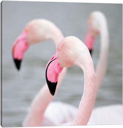 Flamingo I Canvas Art Print - Sepia Photography