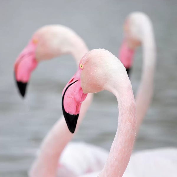 Sepia Photography: Flamingo I by Ben Heine