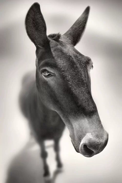 Talking To Me by Ben Heine wall art