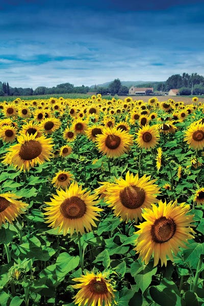 Composite Photography: Turn Your Face To The Sun by Ben Heine