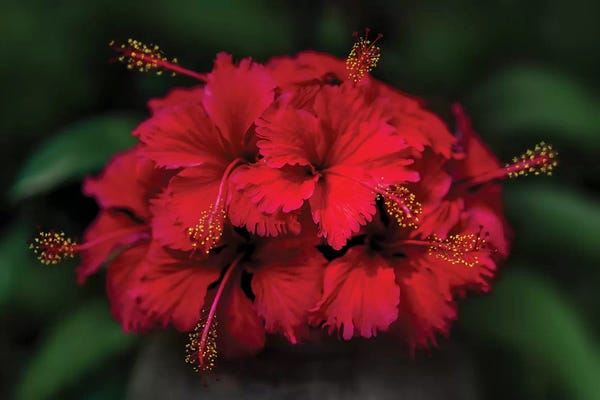 Macro Photography: Thailand V by Ben Heine