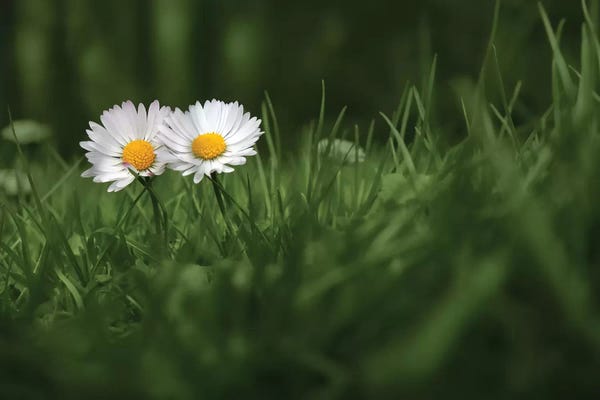 Daisies: You And I by Ben Heine