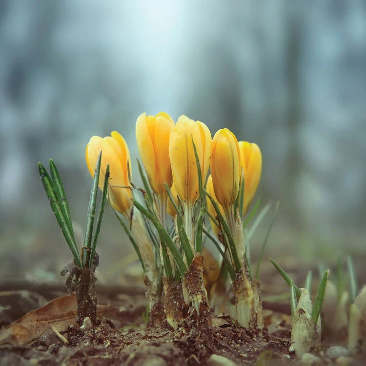 Crocuses