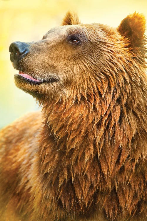 Cute Bear I