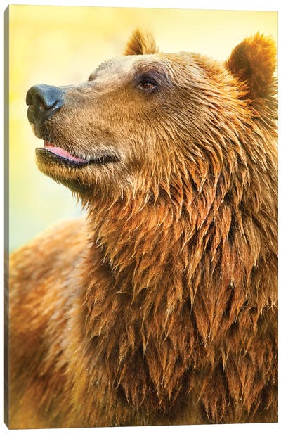 Cute Bear I Canvas Art Print - Ben Heine