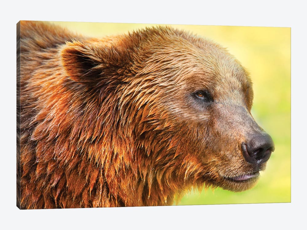 Cute Bear II by Ben Heine 1-piece Canvas Print