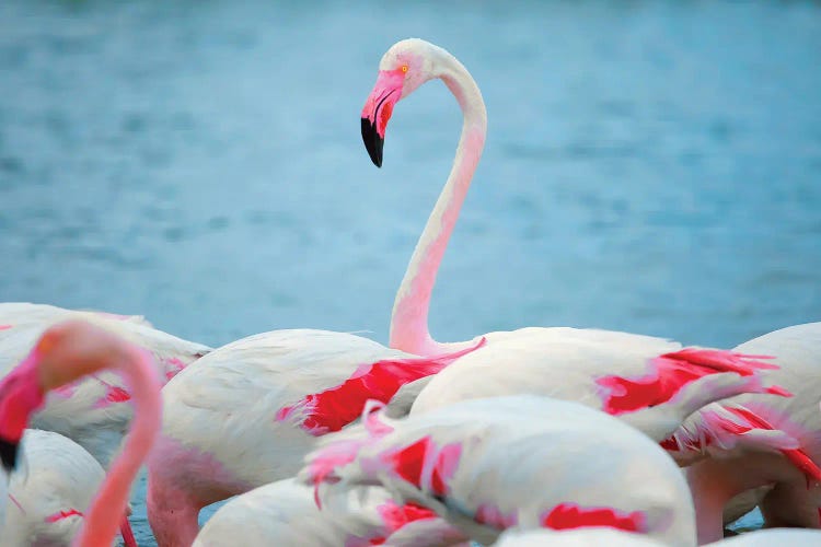 Flamingos II