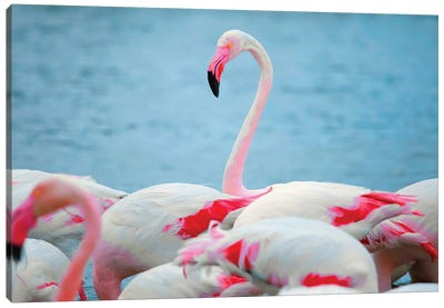 Flamingos II Canvas Art Print - Ben Heine