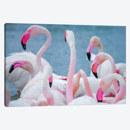 Flamingos III Canvas Print #BHE280} by Ben Heine Art Print