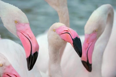 Flamingos IV by Ben Heine framed wall art