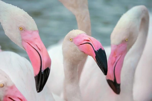 Flamingos: Flamingos IV by Ben Heine