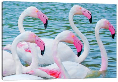 Flamingos V Canvas Art Print - Ben Heine