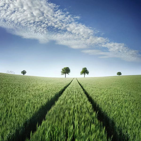 Grasses: Believe In Your Destiny by Ben Heine