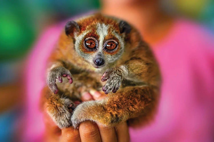 Slow Loris 2 - Thailand 92