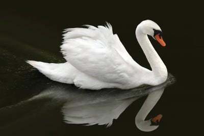 Swan by Ben Heine art print