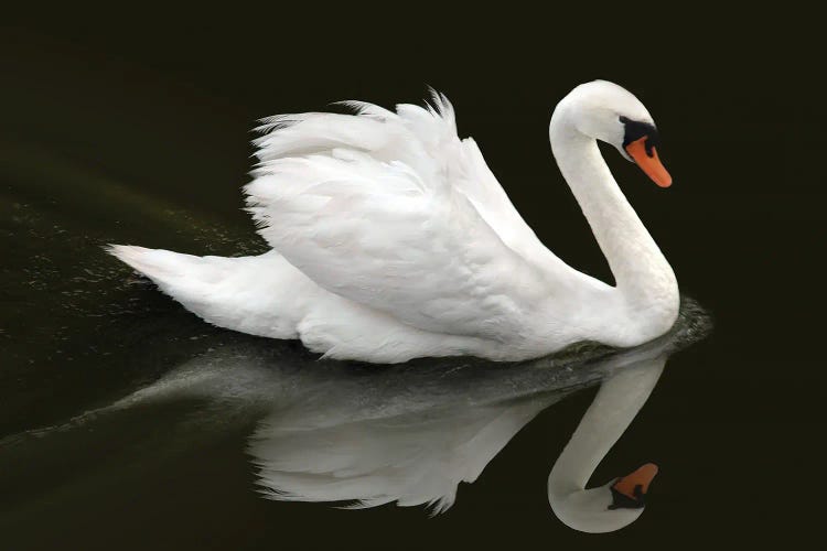 Swan