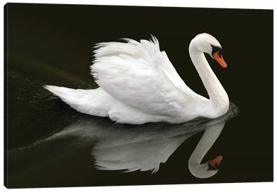 Swan Canvas Art Print - Ben Heine