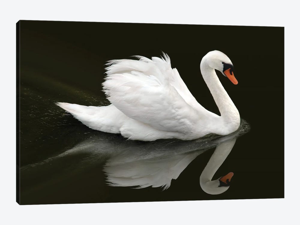 Swan by Ben Heine 1-piece Canvas Artwork