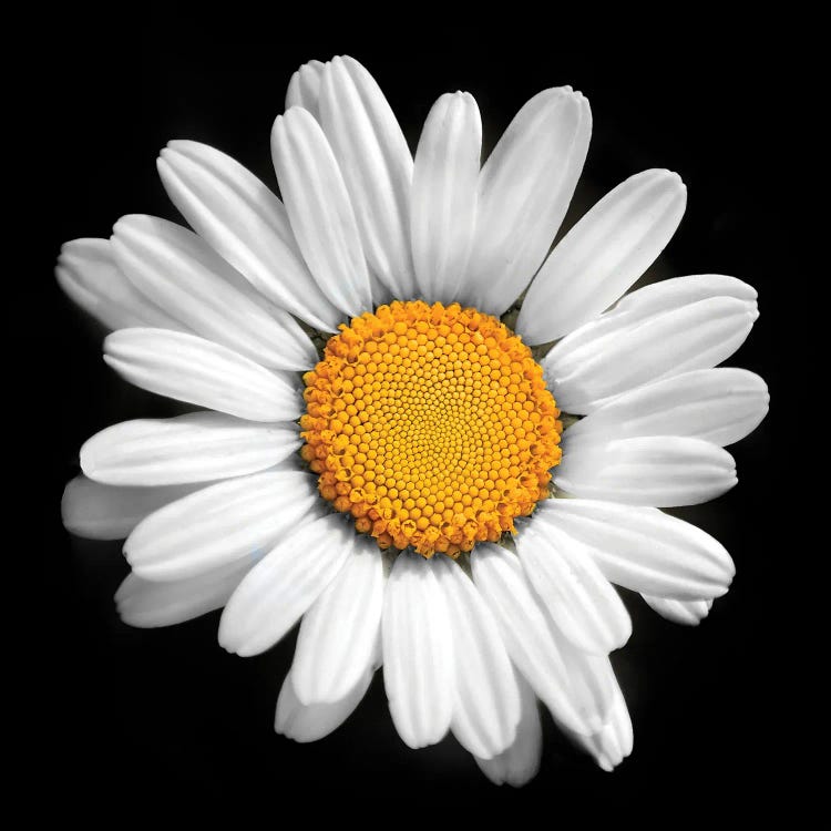 There Is A Sun In Every Flower by Ben Heine wall art