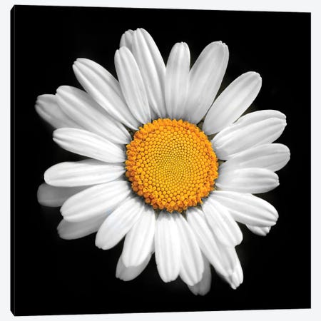 There Is A Sun In Every Flower Canvas Print #BHE333} by Ben Heine Canvas Art Print