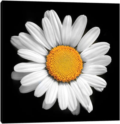 There Is A Sun In Every Flower Canvas Art Print - Daisy Art