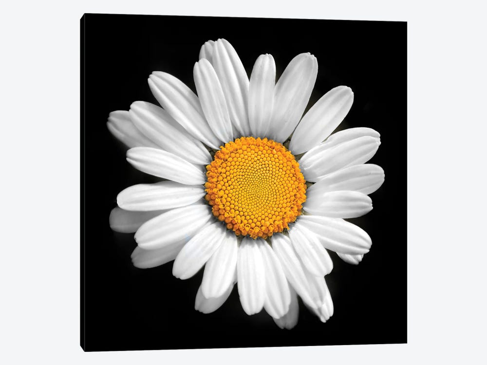There Is A Sun In Every Flower by Ben Heine 1-piece Canvas Art Print
