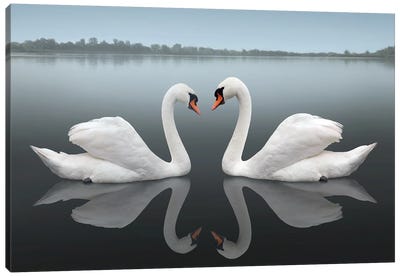 Together Canvas Art Print - Swan Art