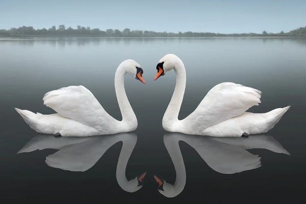 Love Birds: Together by Ben Heine