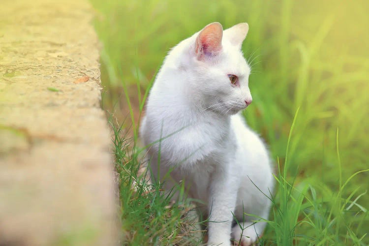 White Cat 61 by Ben Heine wall art