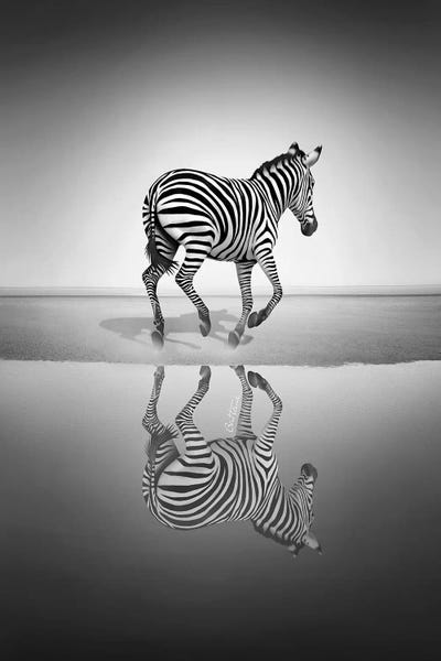 Zebras: Sea Of Freedom by Ben Heine