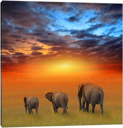 The Future Is Bright Canvas Art Print - Elephant Art
