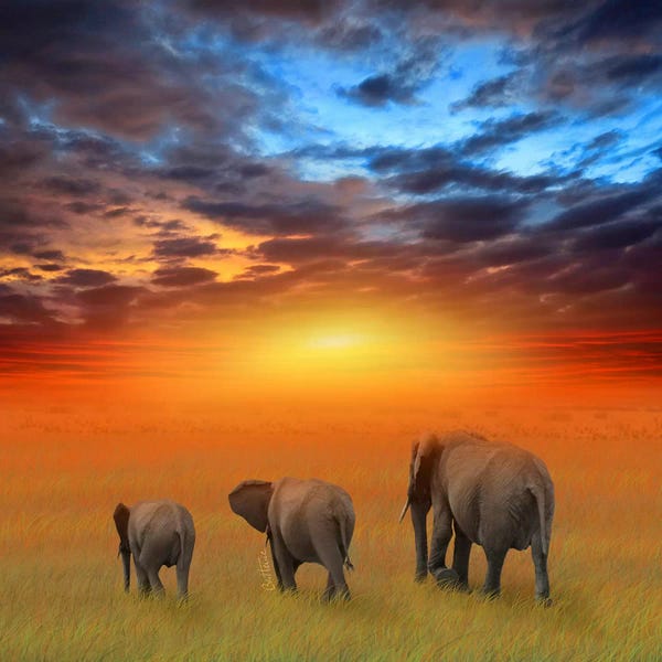 Elephants: The Future Is Bright by Ben Heine