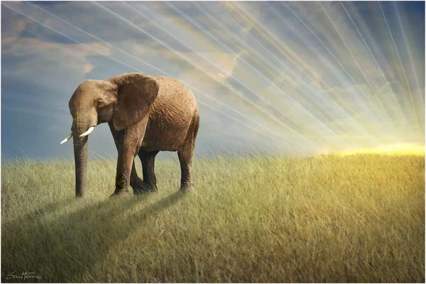 Photography: Walk With The Light by Ben Heine