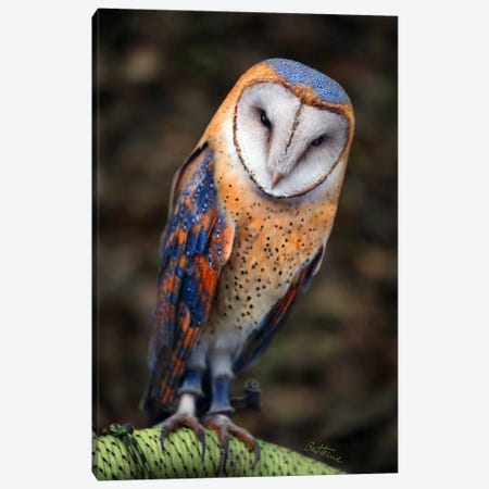 Cute Owl Canvas Print #BHE63} by Ben Heine Canvas Print