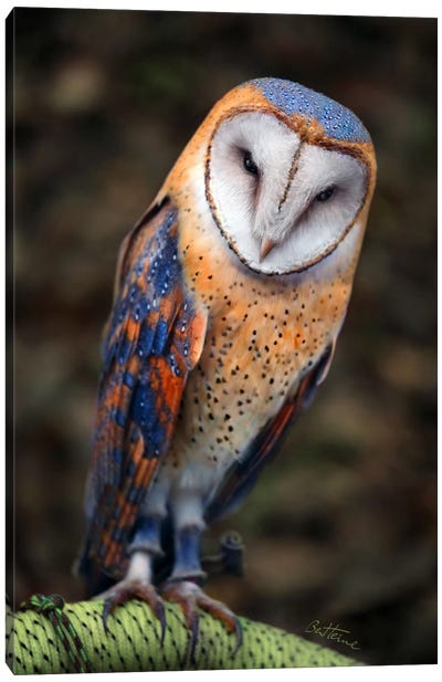 Cute Owl Canvas Art Print - Ben Heine