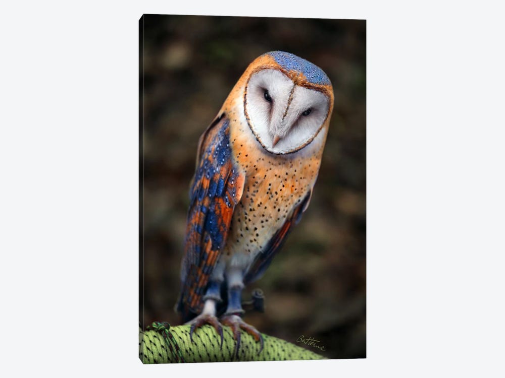 Cute Owl by Ben Heine 1-piece Canvas Art