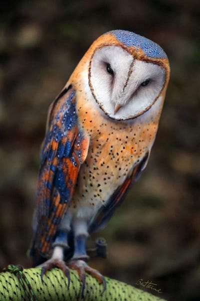 Ben Heine: Cute Owl by Ben Heine