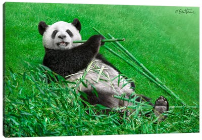 Funny Panda Canvas Art Print - Grass Art