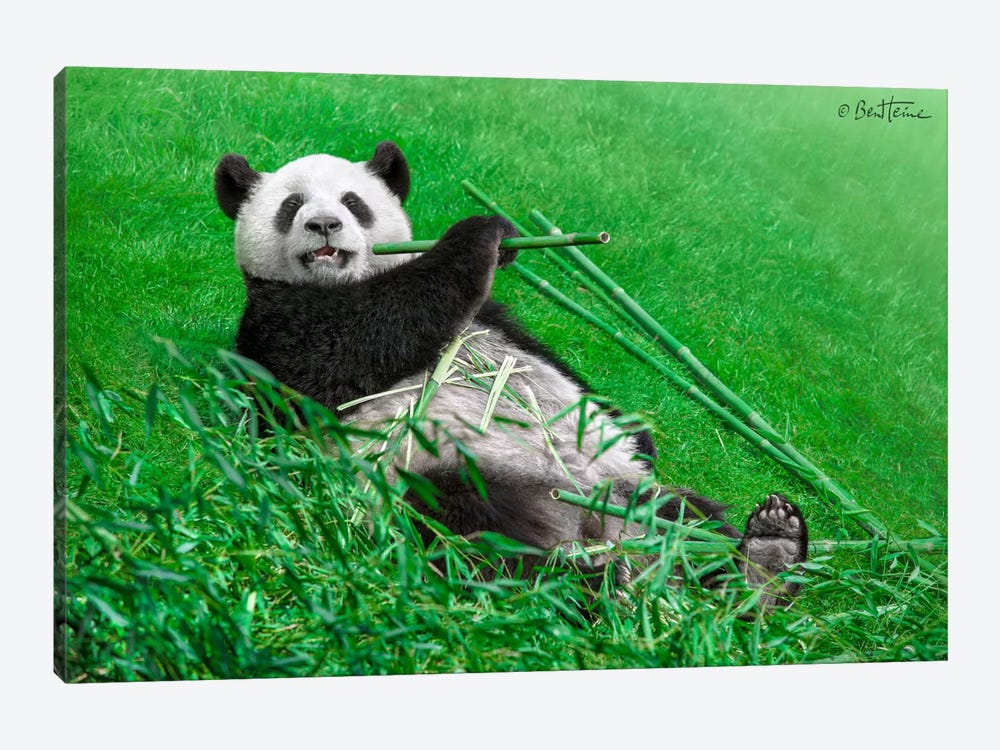 Funny Panda by Ben Heine 1-piece Canvas Print