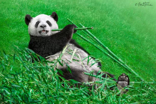 Pandas: Funny Panda by Ben Heine
