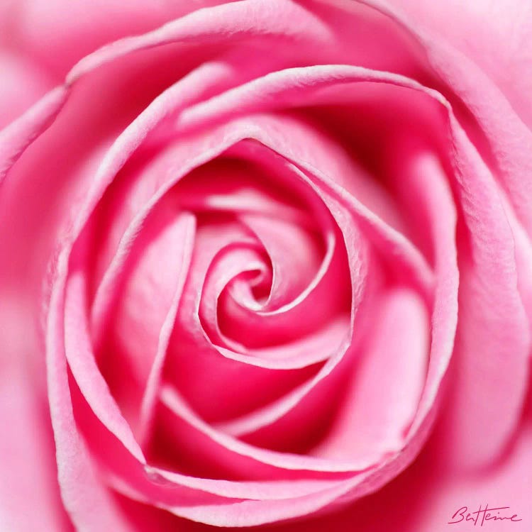 Petal By Petal by Ben Heine wall art