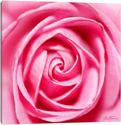 Petal By Petal Canvas Art Print - Pink Art