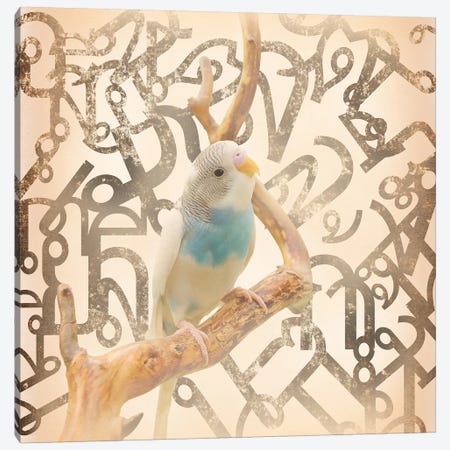 Long Tail Budgie Canvas Print #BITW1} by 5by5collective Canvas Print