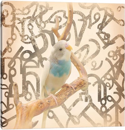Long Tail Budgie Canvas Art Print - The Bird is the Word