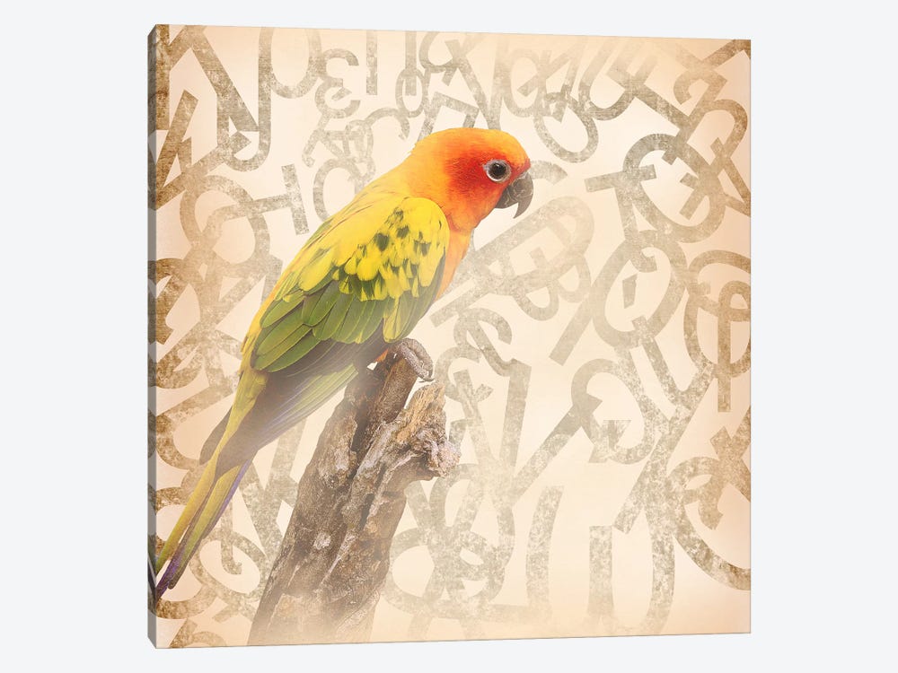 Social Sunburst Conure by 5by5collective 1-piece Canvas Wall Art