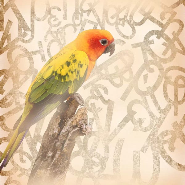 Parrots: Social Sunburst Conure by 5by5collective