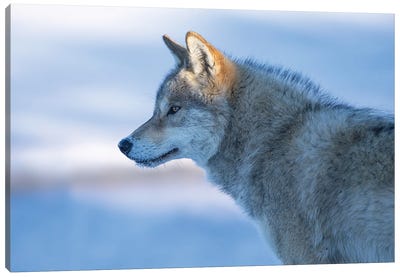 A Vigilant Wolf Canvas Art Print