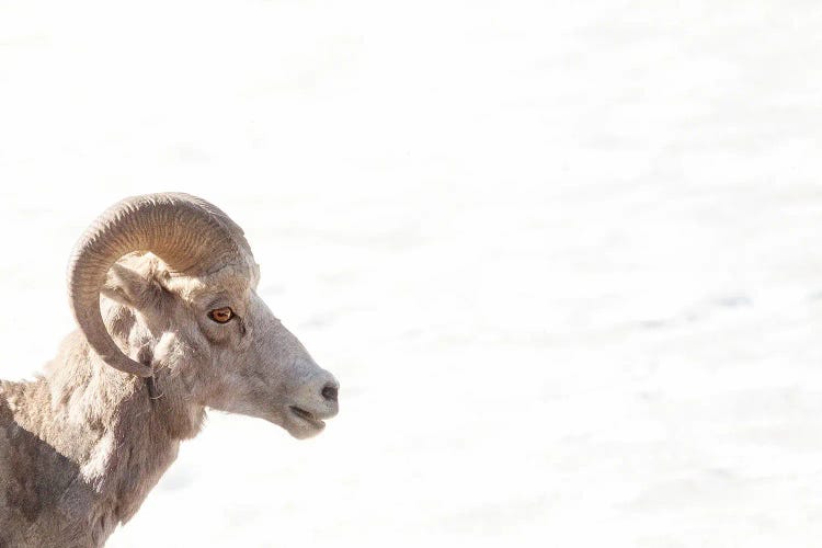 Eye Of The Bighorn