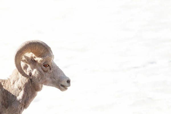 Eye Of The Bighorn